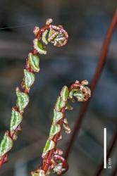 Lindsaea linearis. Apices of fertile fronds showing glabrous, red-brown rachises.
 Image: J.R. Rolfe © Jeremy Rolfe 2012 All rights reserved